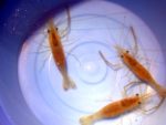 食べても美味しい手長エビのすくい方 夏の夜の楽しみ2015年