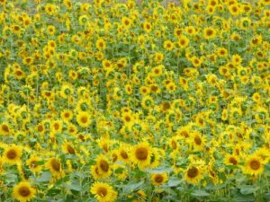 北海道ソロキャンプの旅その2　旅のコンセプト