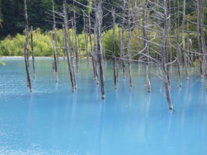 北海道ソロキャンプの旅その7 美瑛の青い池
