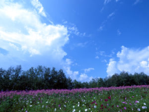 北海道ソロキャンプの旅その13 四季彩の丘へ