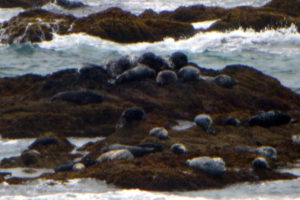 北海道ソロキャンプの旅その20　アザラシの王国