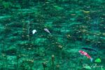 名もなき池~モネの池の8月