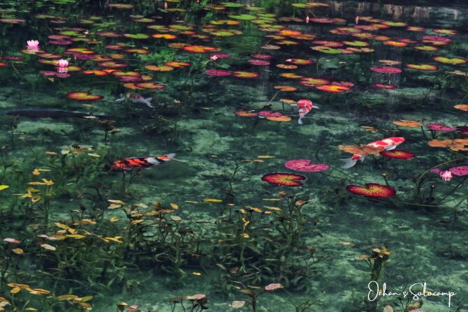 睡蓮花の咲くモネの池