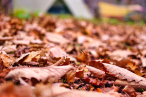 枯れ葉の上にテントを設営した平湯キャンプ場