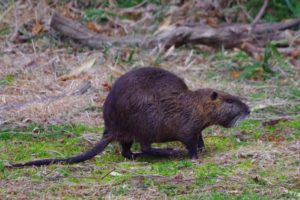 キャンプ場に出没する巨大ネズミ