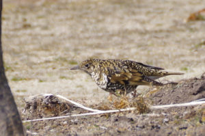 妖怪鵺(ぬえ)の正体見たり