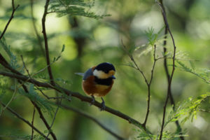 みやま公園のヤマガラに会いに行く