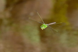 最速王ギンヤンマ