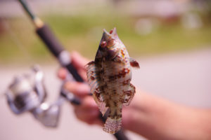 夏休みは父子キャン2 釣れなかった日の夜の食卓はカレーライス