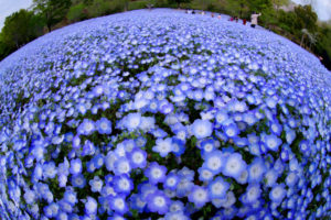 2019年のネモフィラ畑