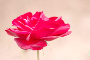 2019年春のバラ祭りを歩く