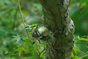 栗栖園地で見つけたコゲラの群れ