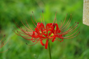 栗栖園地の曼殊沙華はもうすぐ満開に