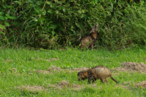 栗栖園地キャンプ場にハイエナの子供が出現??