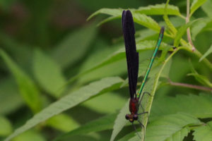 ハグロトンボのオスの空中戦