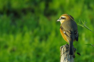 モズの早贄（はやにえ）