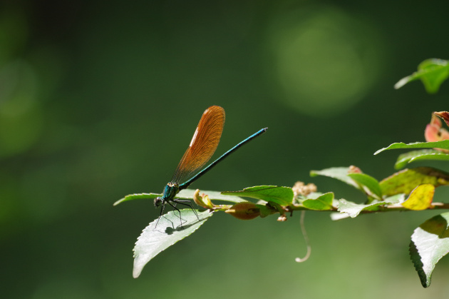 光るトンボの羽