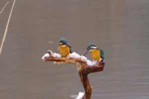 公園で行方不明だったカワセミについに遭った