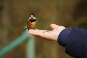 手乗りのヤマガラに会いに山へ行く