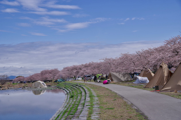 桜満開のお花見ソロキャンプを楽しむ おっさんソロキャンプ道