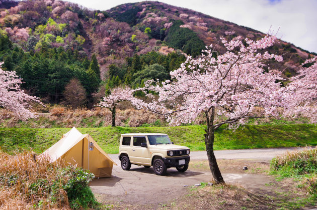桜満開のお花見ソロキャンプを楽しむ おっさんソロキャンプ道