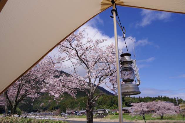 桜満開のお花見ソロキャンプを楽しむ おっさんソロキャンプ道