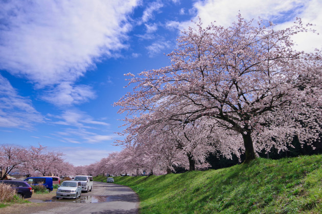 桜満開のお花見ソロキャンプを楽しむ