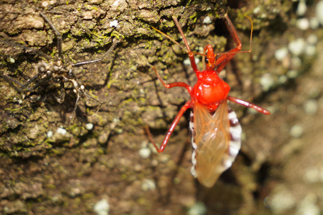 ついに新種の赤い昆虫を発見した！？