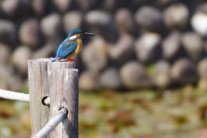 春先の公園にカワセミとモズを見つけた