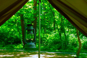 ひるがの高原キャンプ場の緑の森