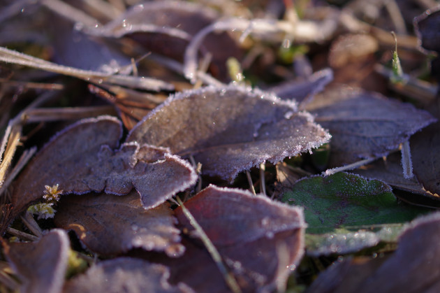 凍った葉