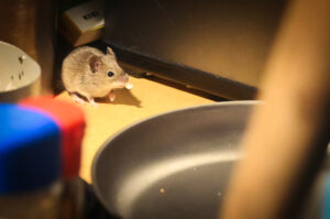 キャンプでのネズミ対策について考えた話