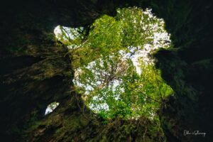 屋久島&九州ふたりキャンプ旅2023第四話 縄文杉へと続く長い道のり