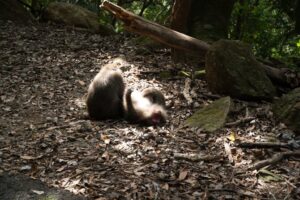 屋久島&九州ふたりキャンプ旅2023第六話 西部林道の野生動物