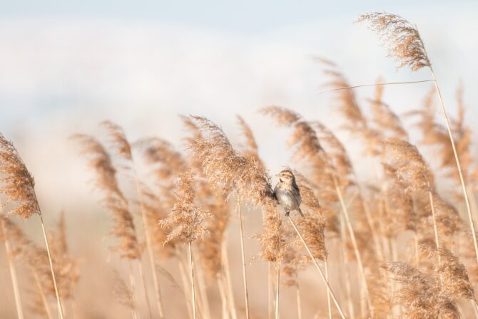 野鳥１