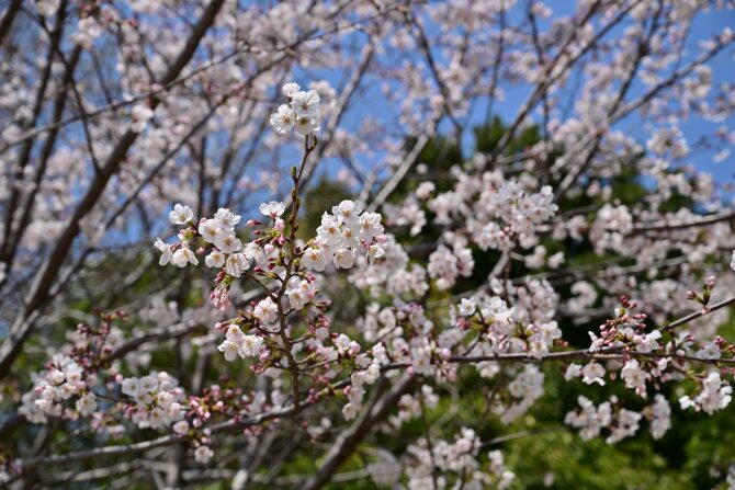 桜