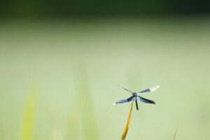 青紫の翅が美しいチョウトンボが飛ぶ