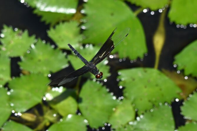 チョウトンボ♀