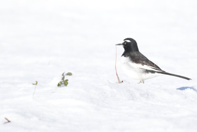 セグロセキレイ