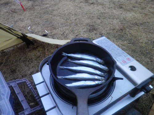 またもシシャモ