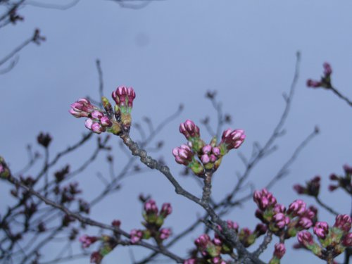 粕川オートキャンプ場　桜の開花は