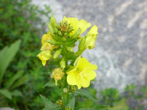 粕川09 黄色い花