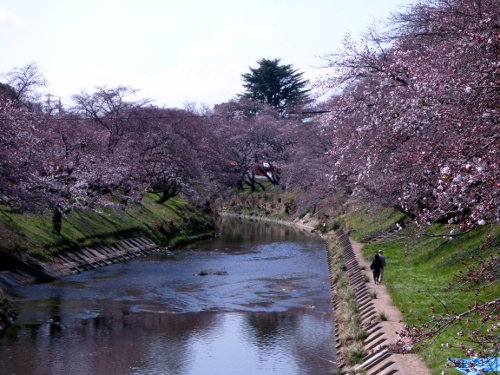 桜の咲く川02