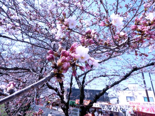 桜の咲く川03