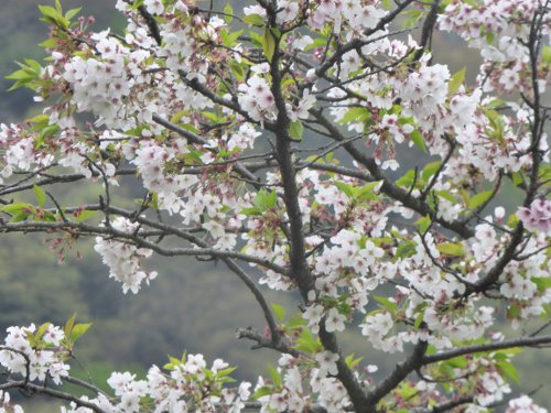 粕川18_最後の桜