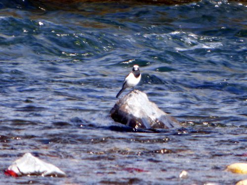 粕川29_セキレイ