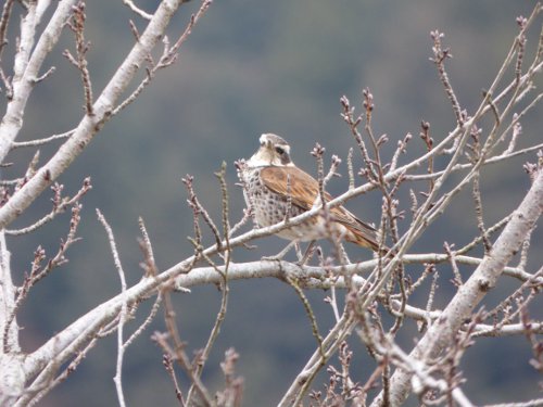 粕川38_ツグミ02