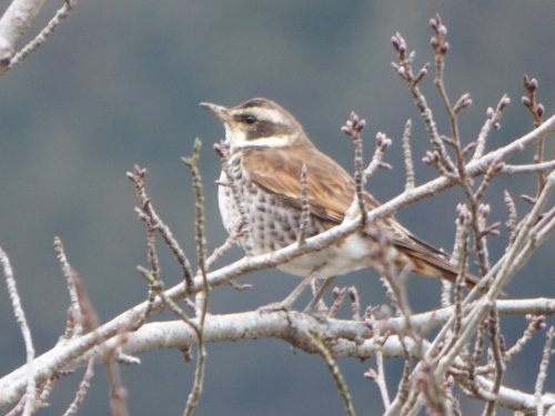 粕川38_ツグミ03