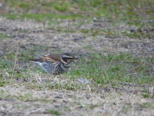 粕川38_ツグミ04.