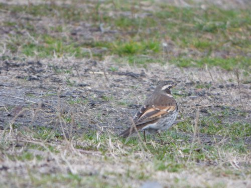 粕川38_ツグミ05